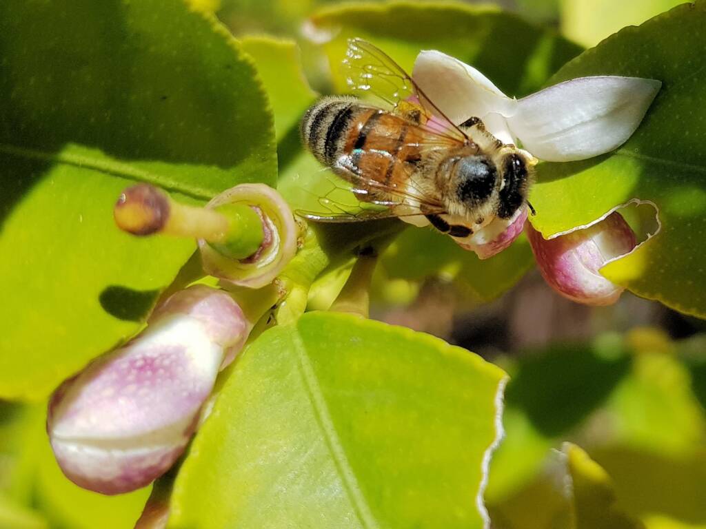 European Honey Bee (Apis mellifera) on lemon blossoms (genus Citrus), Alice Springs NT