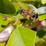 European Honey Bee (Apis mellifera) on lemon blossoms (genus Citrus), Alice Springs NT