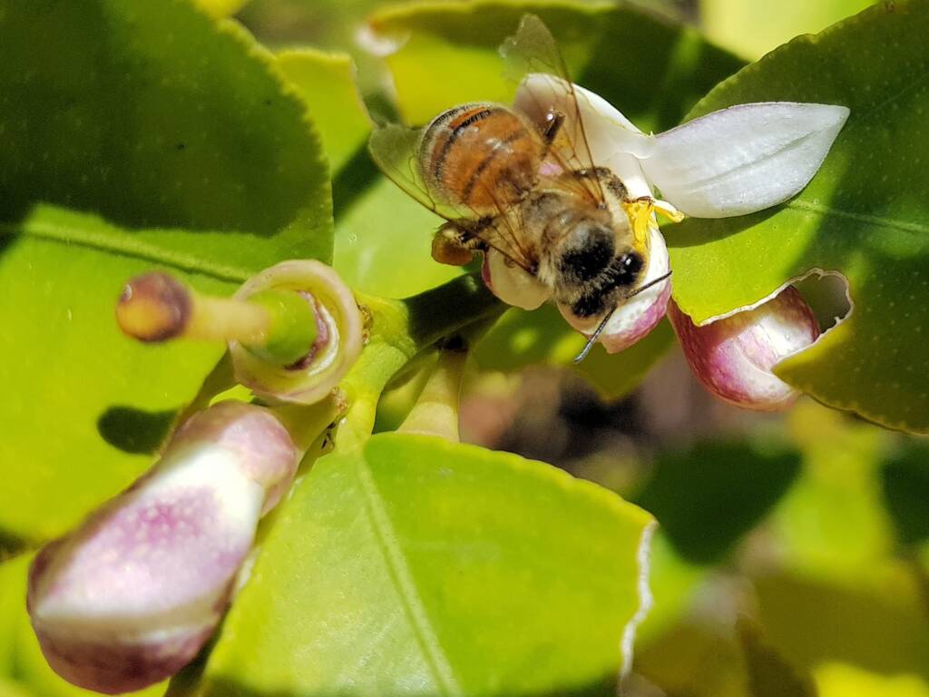 European Honey Bee (Apis mellifera) on lemon blossoms (genus Citrus), Alice Springs NT