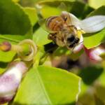 European Honey Bee (Apis mellifera) on lemon blossoms (genus Citrus), Alice Springs NT