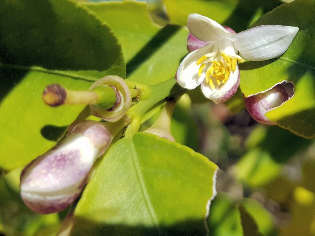 Lemon blossoms (genus Citrus) that was visited by the European Honey Bee, Alice Springs NT