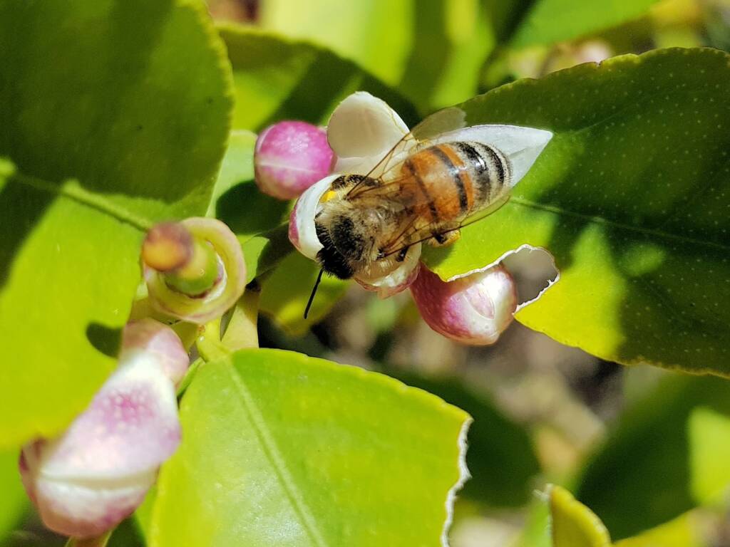 European Honey Bee (Apis mellifera) on lemon blossoms (genus Citrus), Alice Springs NT