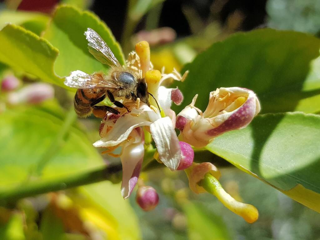 European Honey Bee (Apis mellifera) on lemon blossoms (genus Citrus), Alice Springs NT