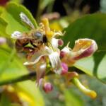 European Honey Bee (Apis mellifera) on lemon blossoms (genus Citrus), Alice Springs NT