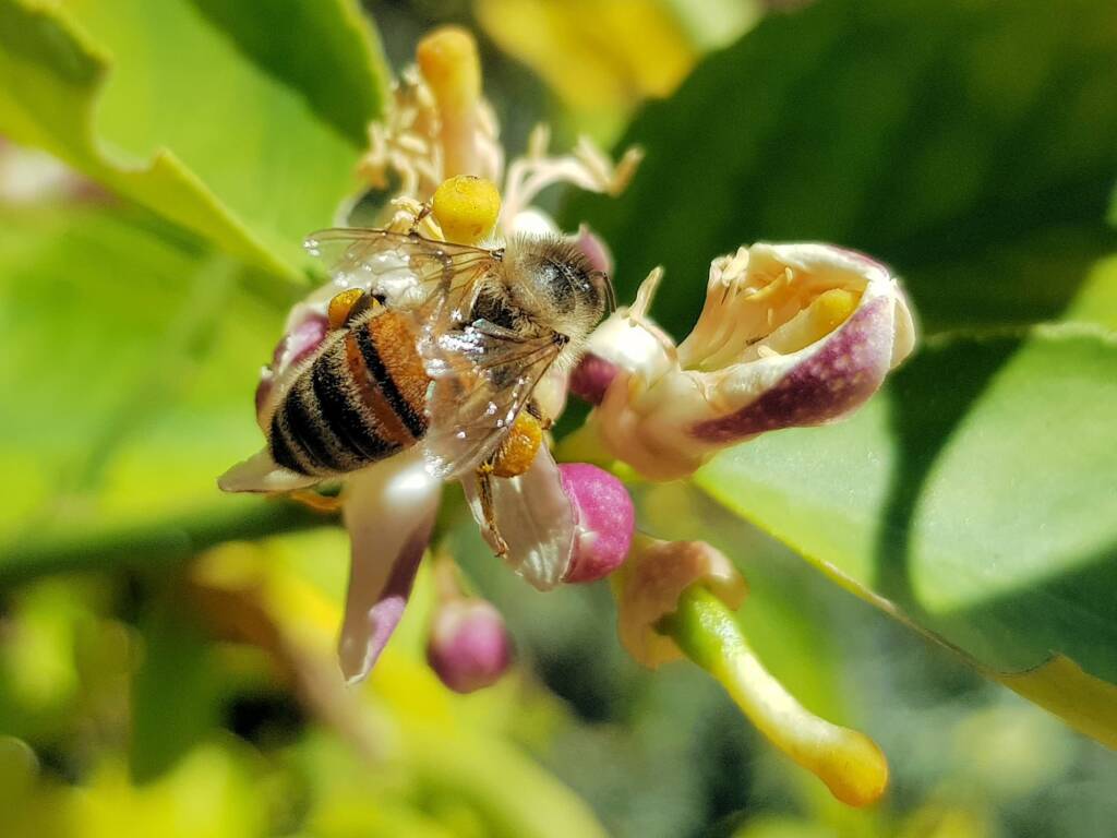 European Honey Bee (Apis mellifera) on lemon blossoms (genus Citrus), Alice Springs NT
