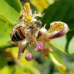 European Honey Bee (Apis mellifera) on lemon blossoms (genus Citrus), Alice Springs NT