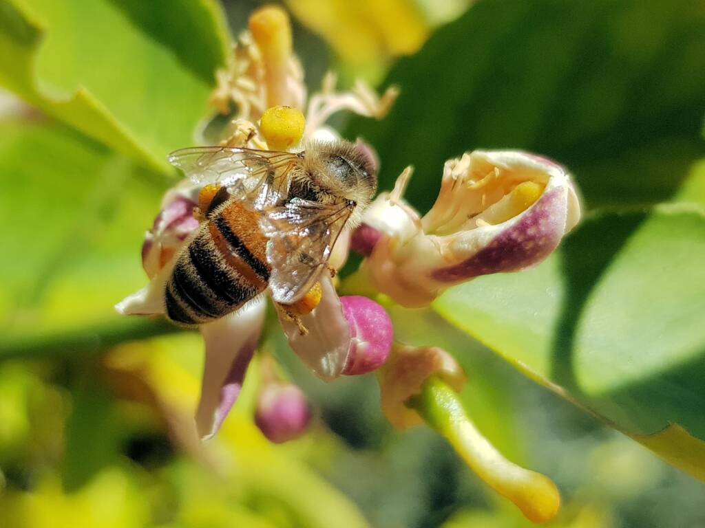 European Honey Bee (Apis mellifera) on lemon blossoms (genus Citrus), Alice Springs NT