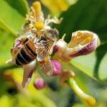 European Honey Bee (Apis mellifera) on lemon blossoms (genus Citrus), Alice Springs NT