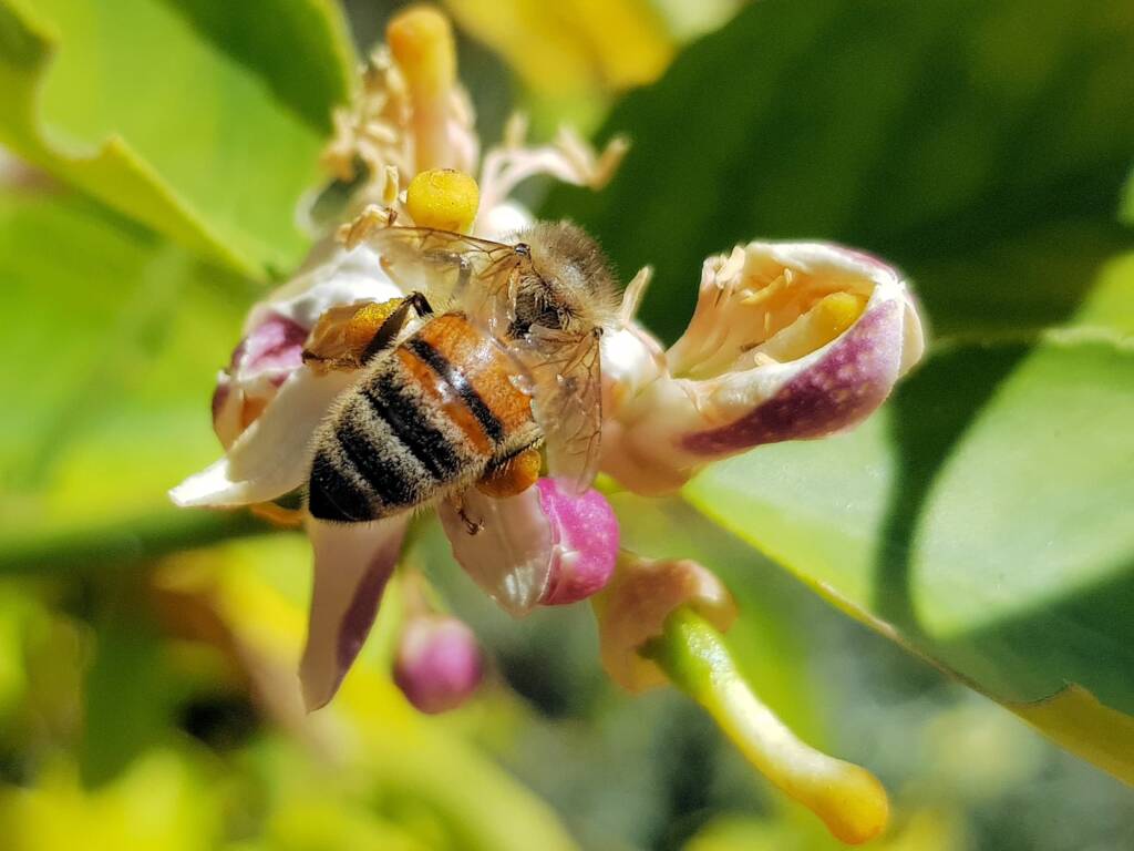 European Honey Bee (Apis mellifera) on lemon blossoms (genus Citrus), Alice Springs NT