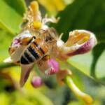 European Honey Bee (Apis mellifera) on lemon blossoms (genus Citrus), Alice Springs NT