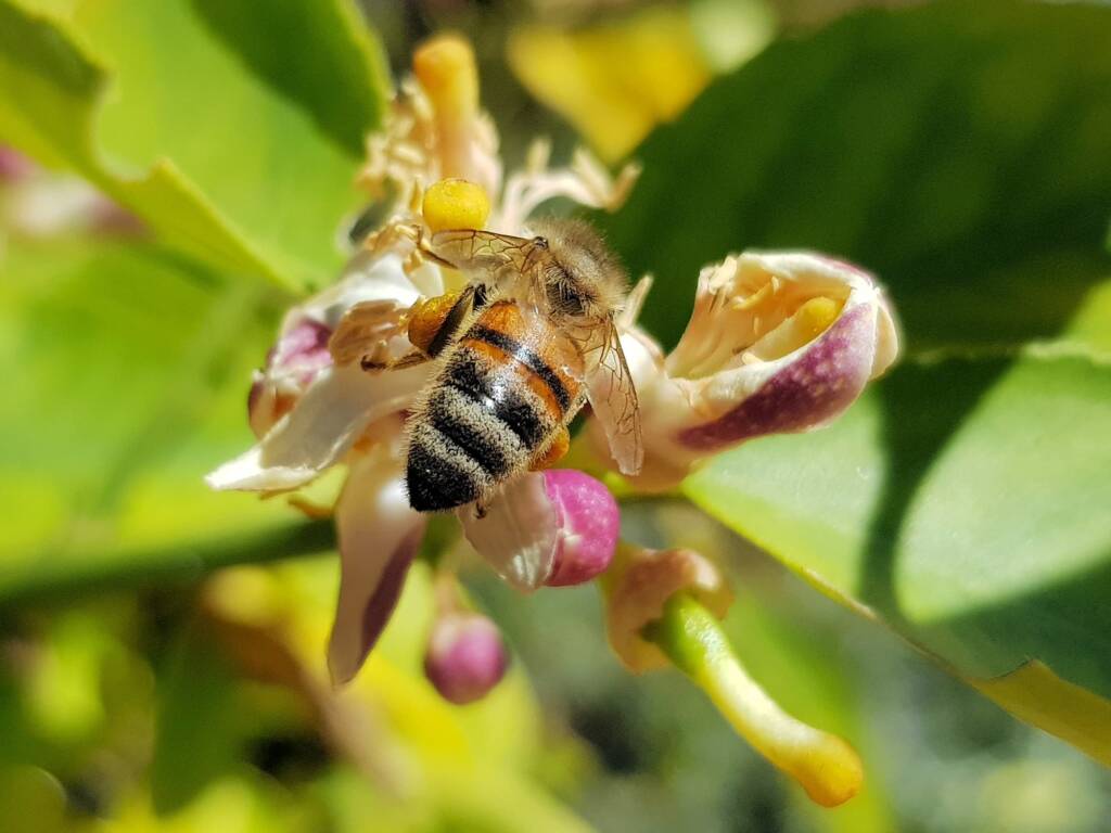 European Honey Bee (Apis mellifera) on lemon blossoms (genus Citrus), Alice Springs NT