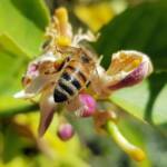 European Honey Bee (Apis mellifera) on lemon blossoms (genus Citrus), Alice Springs NT
