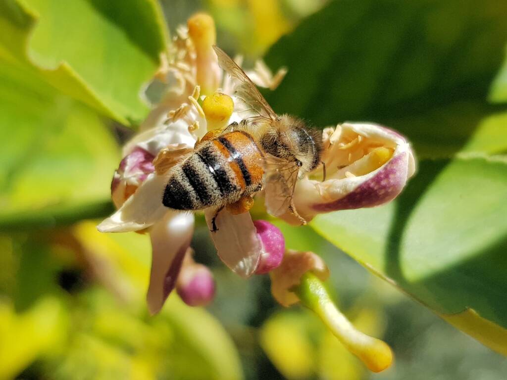 European Honey Bee (Apis mellifera) on lemon blossoms (genus Citrus), Alice Springs NT