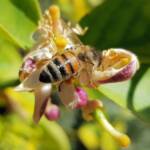 European Honey Bee (Apis mellifera) on lemon blossoms (genus Citrus), Alice Springs NT