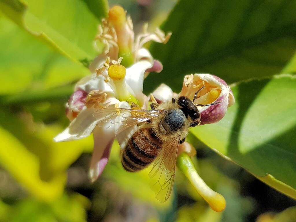 European Honey Bee (Apis mellifera) on lemon blossoms (genus Citrus), Alice Springs NT