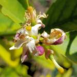 Lemon blossoms (genus Citrus) that was visited by the European Honey Bee, Alice Springs NT