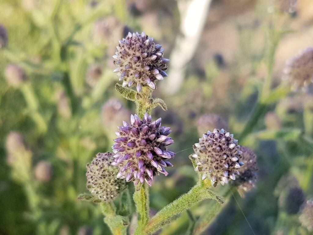 Purple flowers of the Apple Bush (Pterocaulon sphacelatum), Alice Springs NT