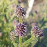 Purple flowers of the Apple Bush (Pterocaulon sphacelatum), Alice Springs NT