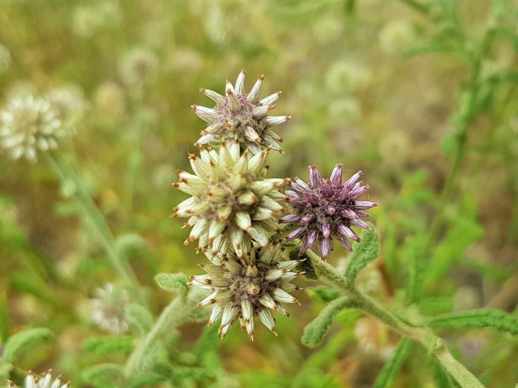 White and purple colour of the Apple Bush (Pterocaulon sphacelatum), Emily Gap NT