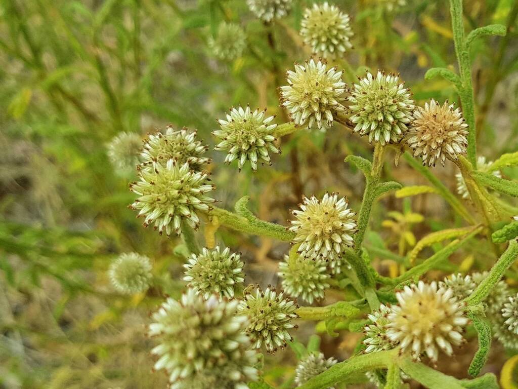 Green and white flower colour of the Apple Bush (Pterocaulon sphacelatum), Emily Gap NT