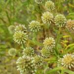 Green and white flower colour of the Apple Bush (Pterocaulon sphacelatum), Emily Gap NT
