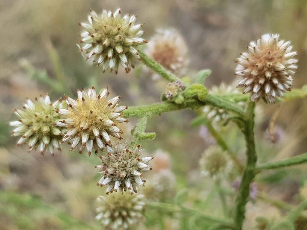 Green and white flower colour of the Apple Bush (Pterocaulon sphacelatum), Emily Gap NT