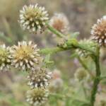 Green and white flower colour of the Apple Bush (Pterocaulon sphacelatum), Emily Gap NT