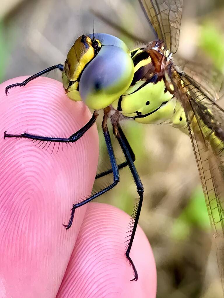 Australian Duskhawker Dragonfly (Austrogynacantha heterogena) © Di Bickers
