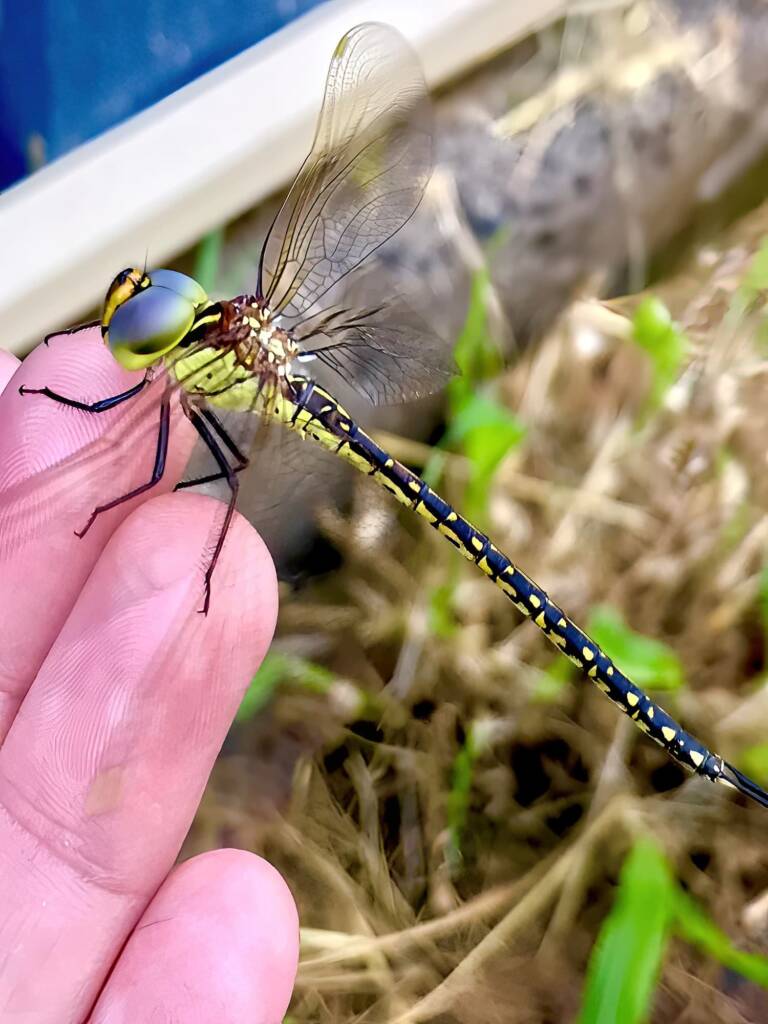 Australian Duskhawker Dragonfly (Austrogynacantha heterogena) © Di Bickers