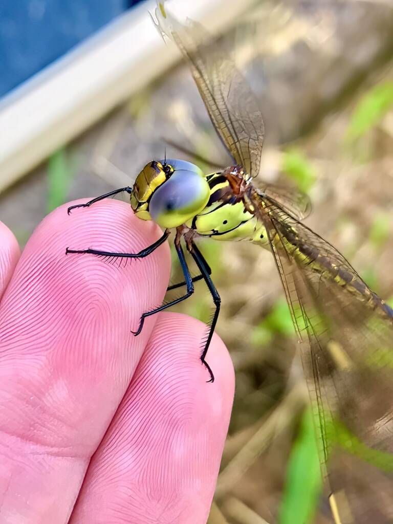 Australian Duskhawker Dragonfly (Austrogynacantha heterogena) © Di Bickers