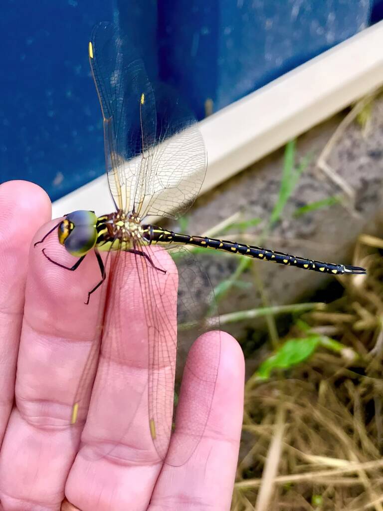 Australian Duskhawker Dragonfly (Austrogynacantha heterogena) © Di Bickers