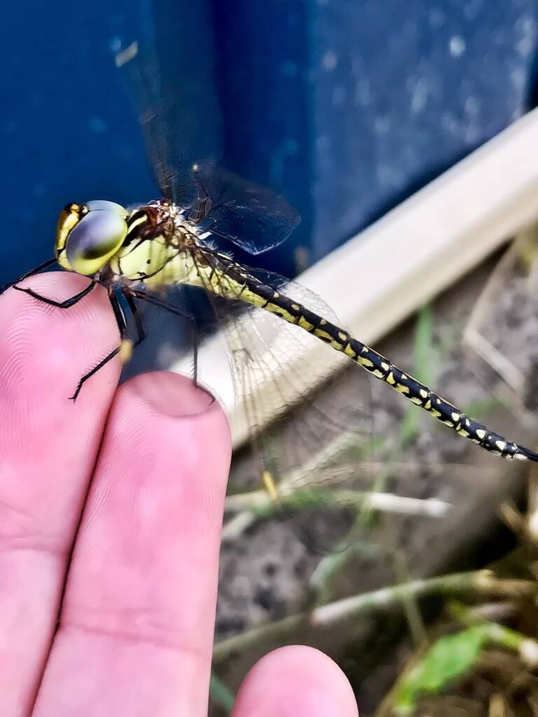 Australian Duskhawker Dragonfly (Austrogynacantha heterogena) © Di Bickers
