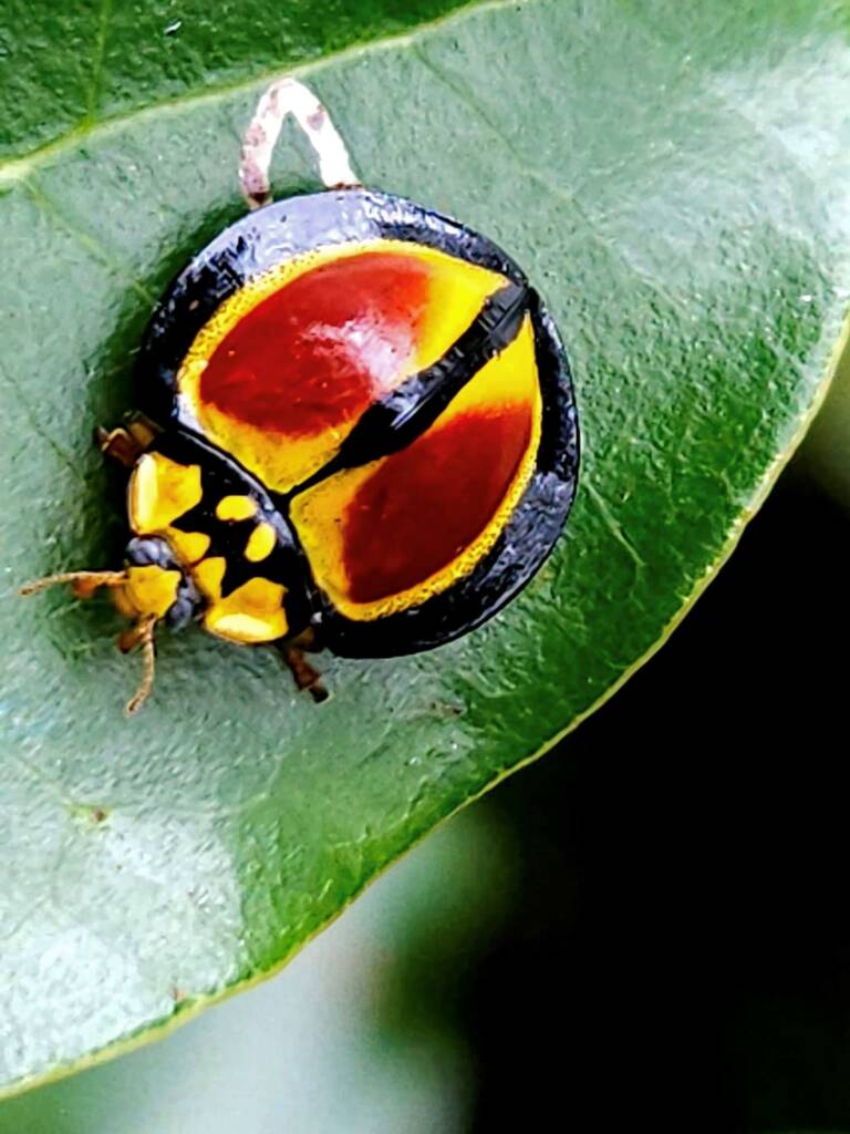 Australoneda bourgeoisi, Maleny QLD © Iskander Kaliananda