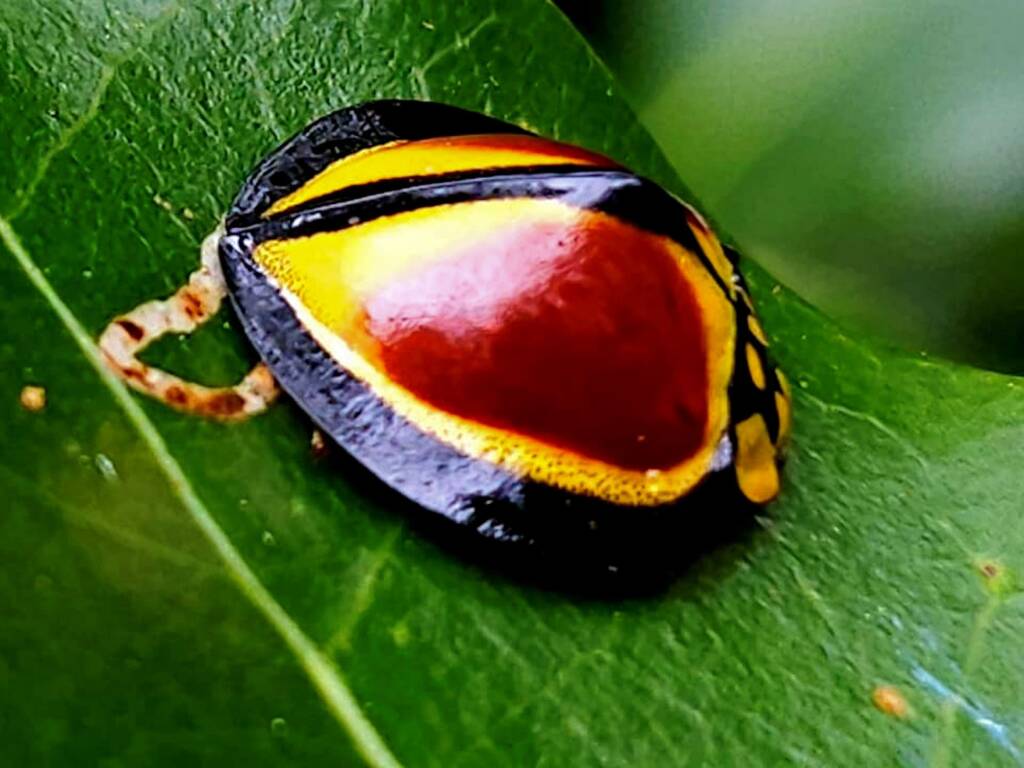 Australoneda bourgeoisi, Maleny QLD © Iskander Kaliananda