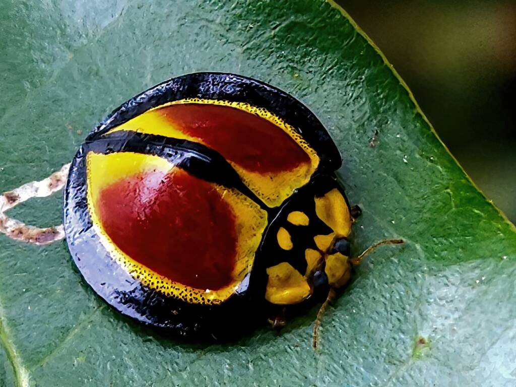 Australoneda bourgeoisi, Maleny QLD © Iskander Kaliananda