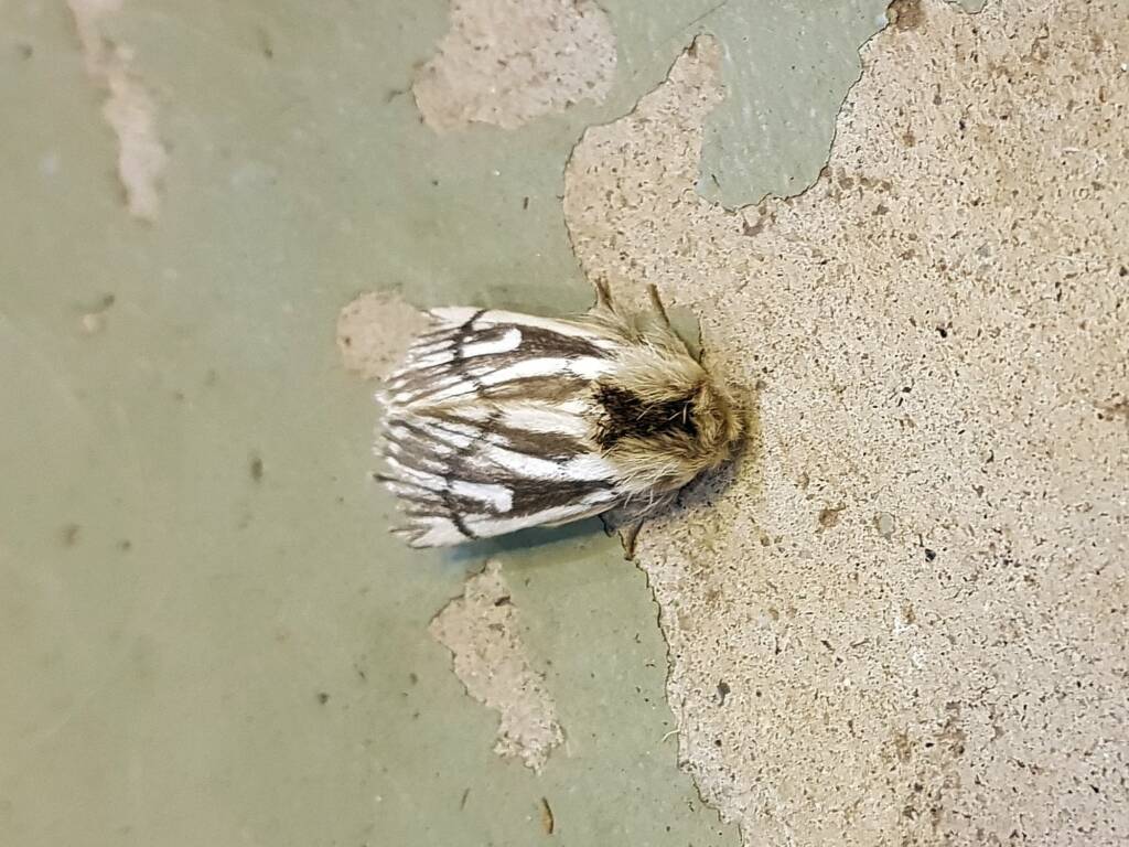 Bag-shelter Moth (Ochrogaster lunifer), Alice Springs NT