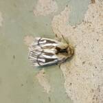 Bag-shelter Moth (Ochrogaster lunifer), Alice Springs NT
