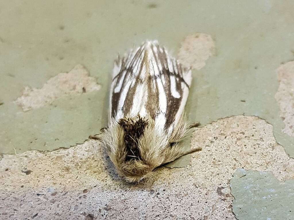 Bag-shelter Moth (Ochrogaster lunifer), Alice Springs NT