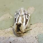 Bag-shelter Moth (Ochrogaster lunifer), Alice Springs NT