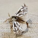 Bag-shelter Moth (Ochrogaster lunifer), Alice Springs NT