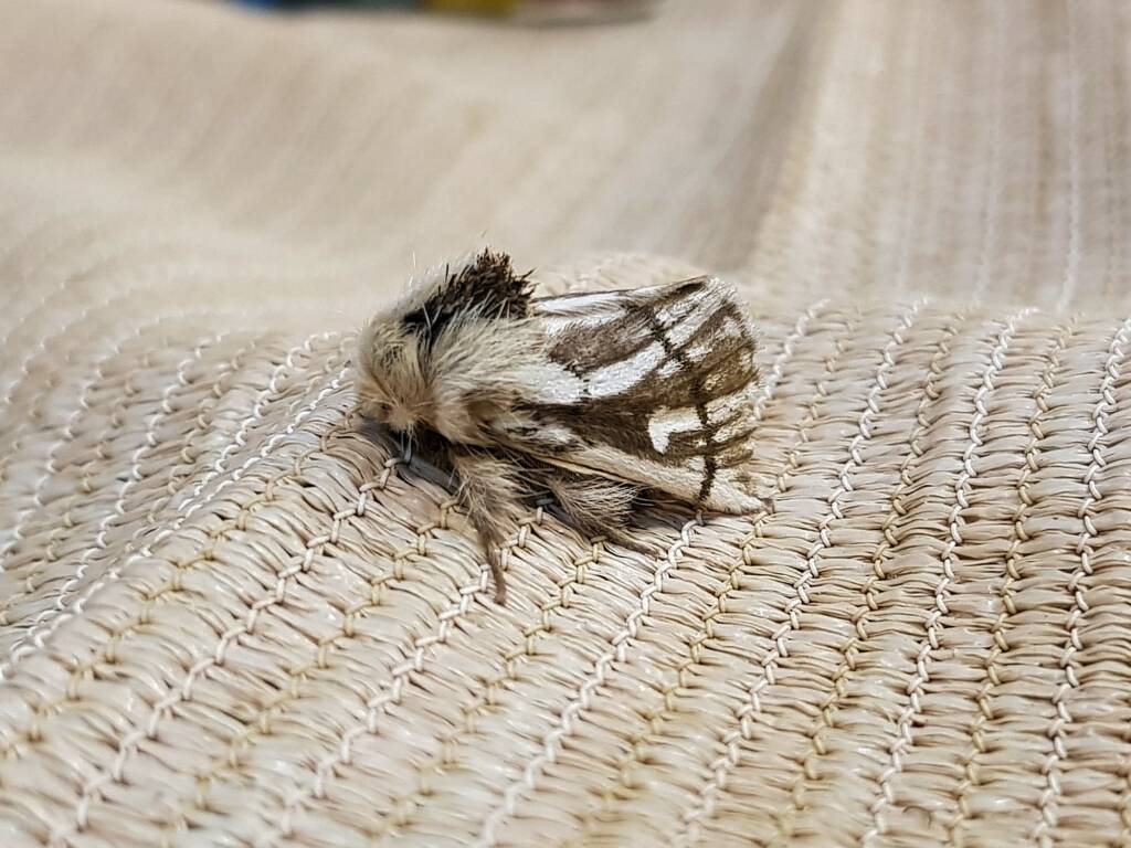 Bag-shelter Moth (Ochrogaster lunifer), Alice Springs NT