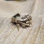 Bag-shelter Moth (Ochrogaster lunifer), Alice Springs NT