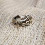 Bag-shelter Moth (Ochrogaster lunifer), Alice Springs NT