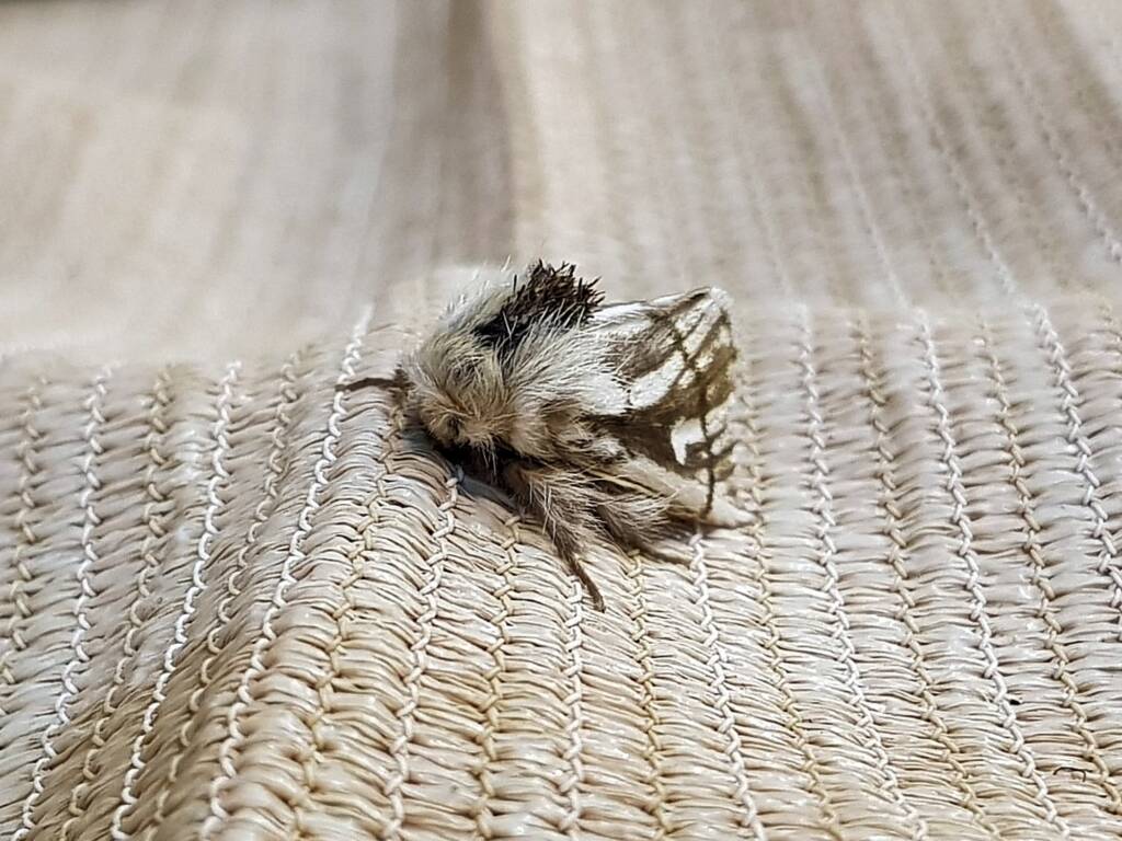 Bag-shelter Moth (Ochrogaster lunifer), Alice Springs NT