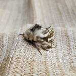 Bag-shelter Moth (Ochrogaster lunifer), Alice Springs NT