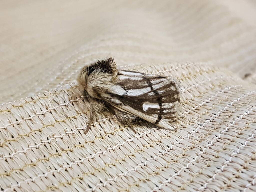 Bag-shelter Moth (Ochrogaster lunifer), Alice Springs NT