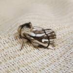 Bag-shelter Moth (Ochrogaster lunifer), Alice Springs NT