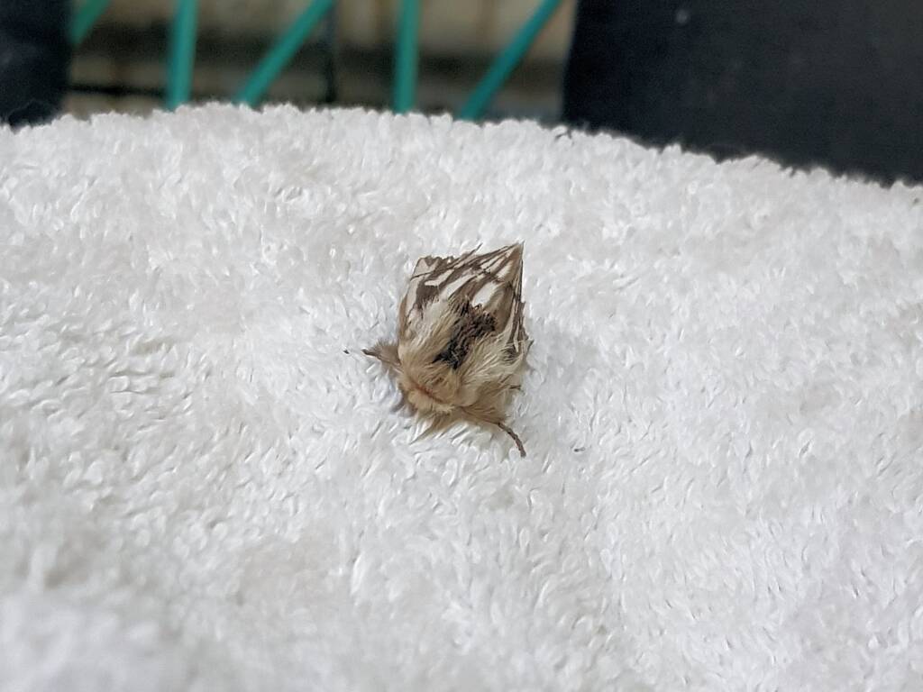 Bag-shelter Moth (Ochrogaster lunifer), Alice Springs NT