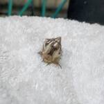 Bag-shelter Moth (Ochrogaster lunifer), Alice Springs NT