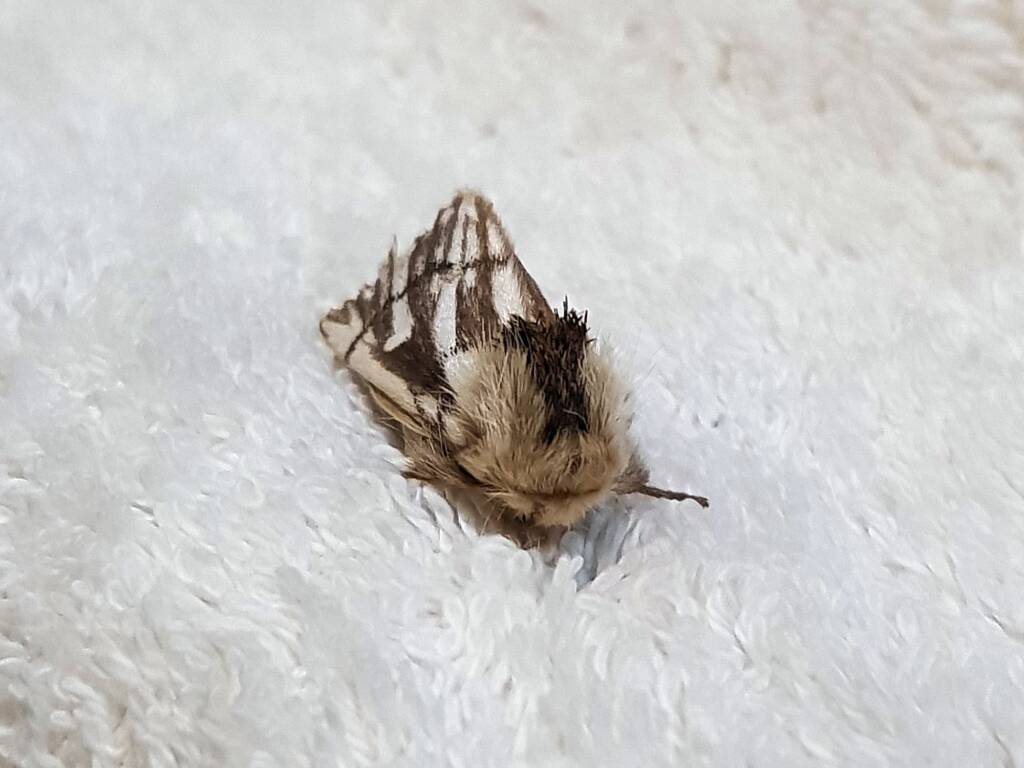 Bag-shelter Moth (Ochrogaster lunifer), Alice Springs NT